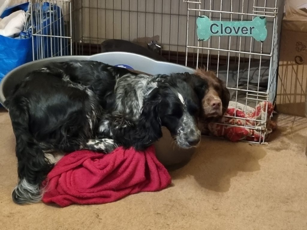 A pic of the Author's spaniels asleep in a dog bed, looking like a dog with two heads.
